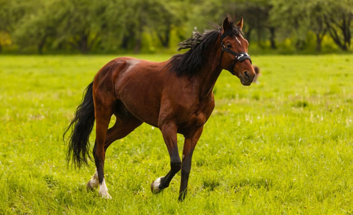 Prędkość konia w galopie